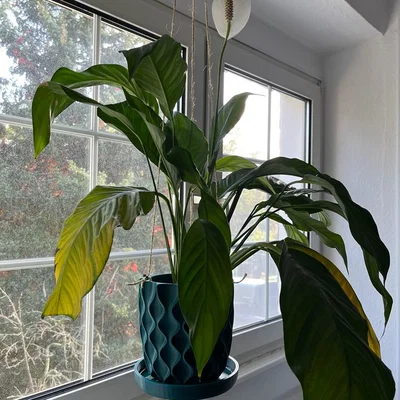 Chậu hoa có khay hứng nước liền (Flowerpot with integrated underpan)