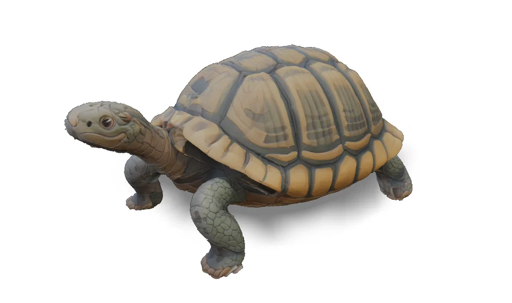 Rùa Hacki - Hacki turtle (Tartaruga Hacki) - Image 1