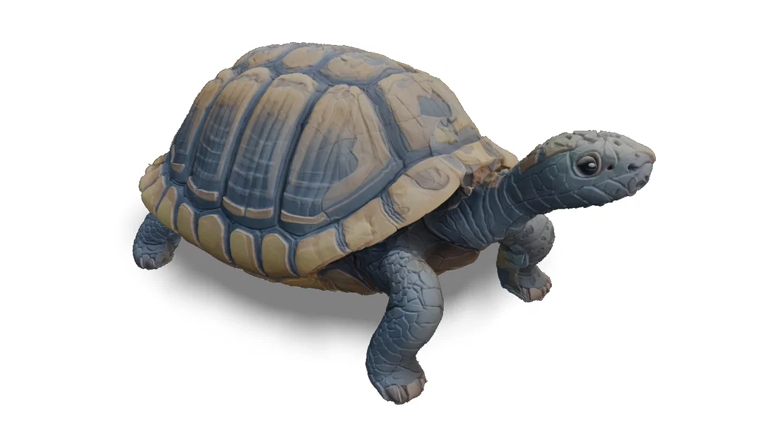 Rùa Hacki - Hacki turtle (Tartaruga Hacki) - Image 2