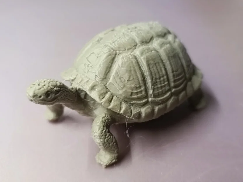 Rùa Hacki - Hacki turtle (Tartaruga Hacki) - Image 3