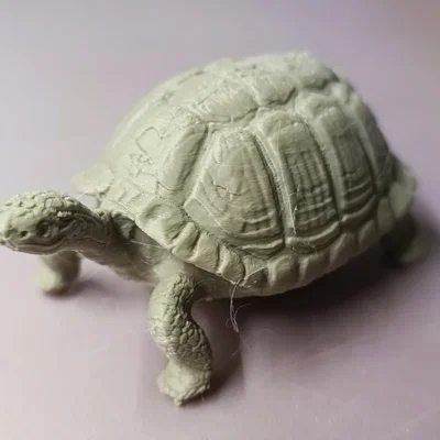 Rùa Hacki - Hacki turtle (Tartaruga Hacki)