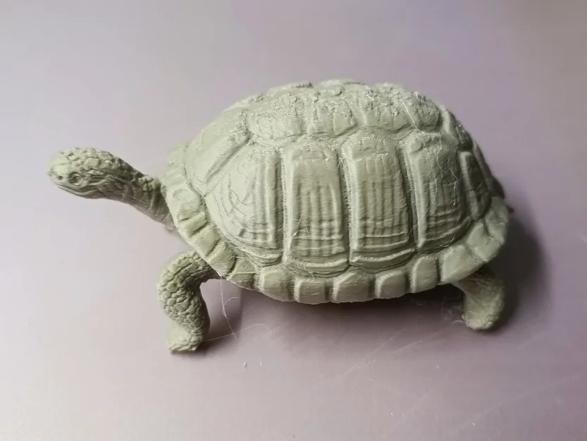 Rùa Hacki - Hacki turtle (Tartaruga Hacki) - Image 4
