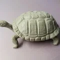 Rùa Hacki - Hacki turtle (Tartaruga Hacki) - Thumbnail 4