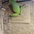Bảng hiệu 3D hài hước: Chú ếch bảo vệ lãnh thổ (Frog Sign) - Thumbnail 2