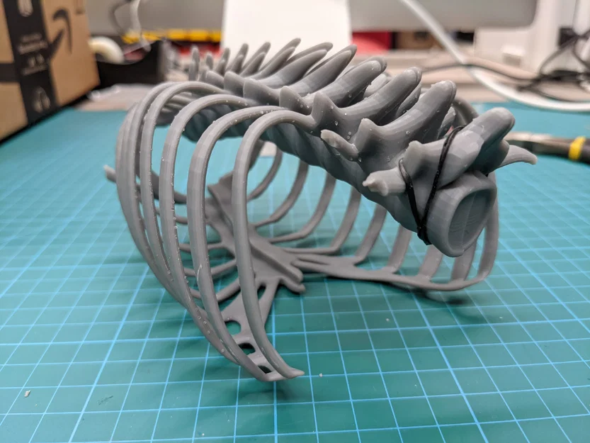 Lồng ngực sơ sinh (Neonatal Ribcage) - Image 2