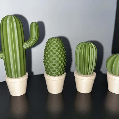 Bộ sưu tập xương rồng (Cactus set)