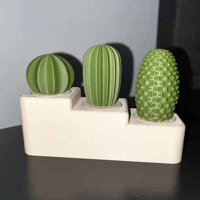 Bộ sưu tập xương rồng (Cactus set)