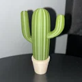 Bộ sưu tập xương rồng (Cactus set) - Thumbnail 3