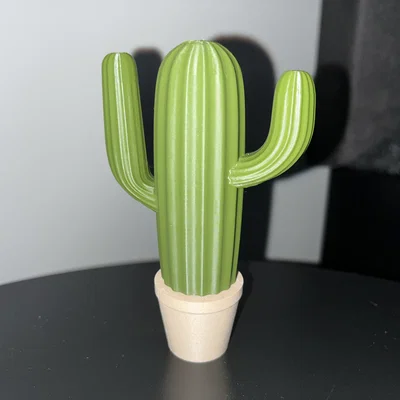 Bộ sưu tập xương rồng (Cactus set)
