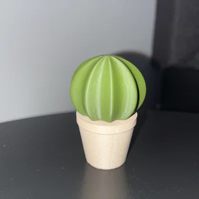 Bộ sưu tập xương rồng (Cactus set)