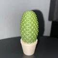 Bộ sưu tập xương rồng (Cactus set) - Thumbnail 5