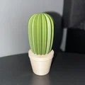 Bộ sưu tập xương rồng (Cactus set) - Thumbnail 6