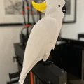 Mô hình vẹt mào (Cockatoo) trang trí tinh tế in 3D - Thumbnail 1