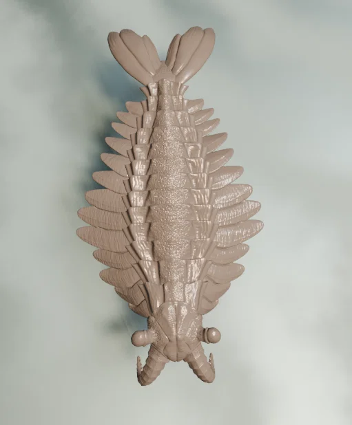 Tượng Anomalocaris (Anomalocaris sculpture) - Image 3
