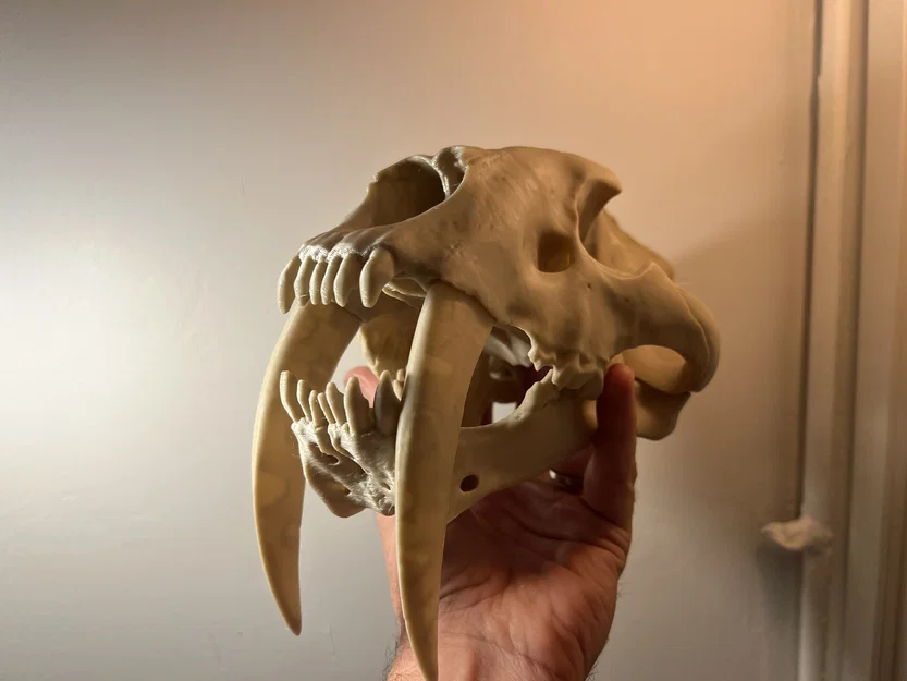 Mô hình Hộp sọ Mèo răng kiếm (Sabertoothed Cat Skull) - Image 1