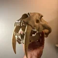 Mô hình Hộp sọ Mèo răng kiếm (Sabertoothed Cat Skull) - Thumbnail 1