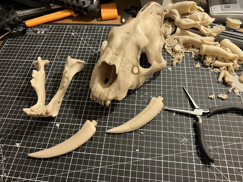 Mô hình Hộp sọ Mèo răng kiếm (Sabertoothed Cat Skull) - Image 2