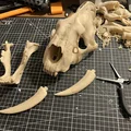 Mô hình Hộp sọ Mèo răng kiếm (Sabertoothed Cat Skull) - Thumbnail 2