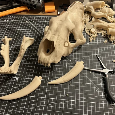 Mô hình Hộp sọ Mèo răng kiếm (Sabertoothed Cat Skull)