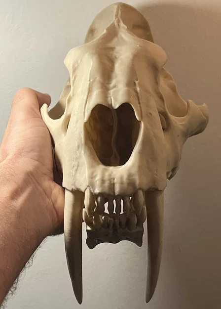Mô hình Hộp sọ Mèo răng kiếm (Sabertoothed Cat Skull) - Image 3