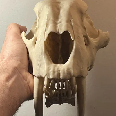 Mô hình Hộp sọ Mèo răng kiếm (Sabertoothed Cat Skull)