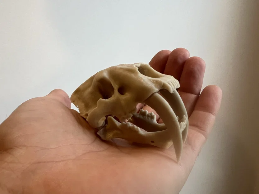 Mô hình Hộp sọ Mèo răng kiếm (Sabertoothed Cat Skull) - Image 6
