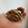 Mô hình Hộp sọ Mèo răng kiếm (Sabertoothed Cat Skull) - Thumbnail 6