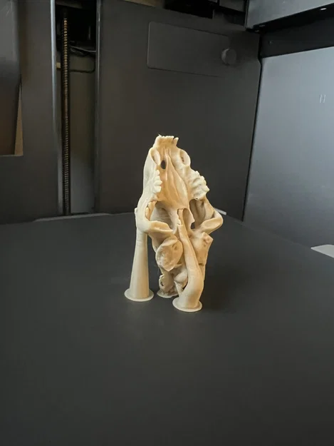 Mô hình Hộp sọ Mèo răng kiếm (Sabertoothed Cat Skull) - Image 7