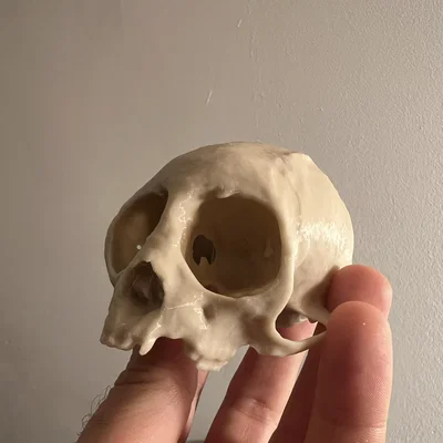Hộp sọ khỉ sóc (Squirrel Monkey Skull)