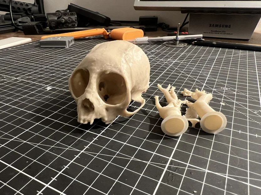 Hộp sọ khỉ sóc (Squirrel Monkey Skull) - Image 2