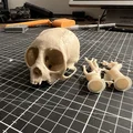 Hộp sọ khỉ sóc (Squirrel Monkey Skull) - Thumbnail 2