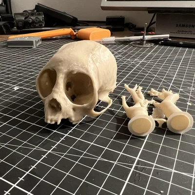 Hộp sọ khỉ sóc (Squirrel Monkey Skull)