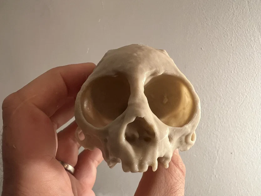 Hộp sọ khỉ sóc (Squirrel Monkey Skull) - Image 3