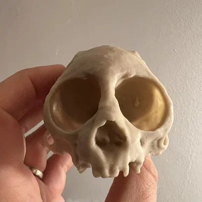 Hộp sọ khỉ sóc (Squirrel Monkey Skull)