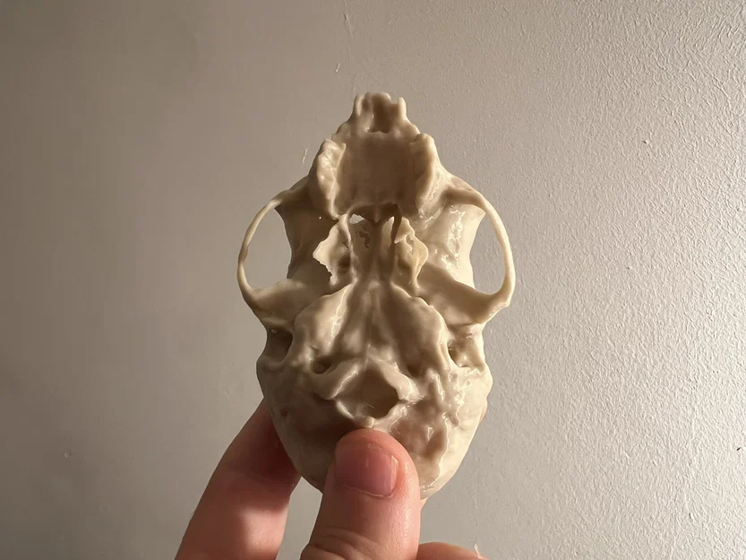 Hộp sọ khỉ sóc (Squirrel Monkey Skull) - Image 4
