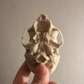 Hộp sọ khỉ sóc (Squirrel Monkey Skull) - Thumbnail 4