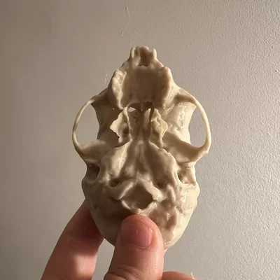 Hộp sọ khỉ sóc (Squirrel Monkey Skull)