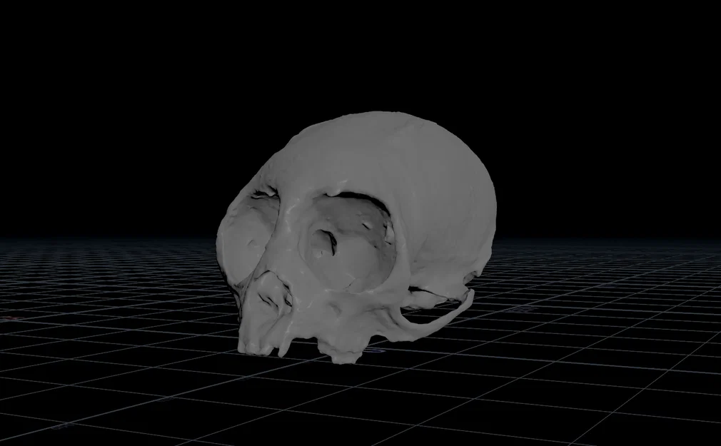 Hộp sọ khỉ sóc (Squirrel Monkey Skull) - Image 5