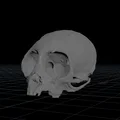 Hộp sọ khỉ sóc (Squirrel Monkey Skull) - Thumbnail 5