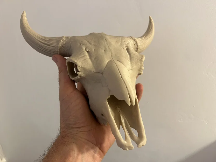 Hộp Sọ Bò Bison (Bison Skull) - Image 1