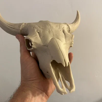 Hộp Sọ Bò Bison (Bison Skull)