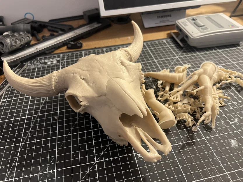 Hộp Sọ Bò Bison (Bison Skull) - Image 2