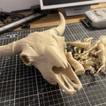Hộp Sọ Bò Bison (Bison Skull) - Thumbnail 2