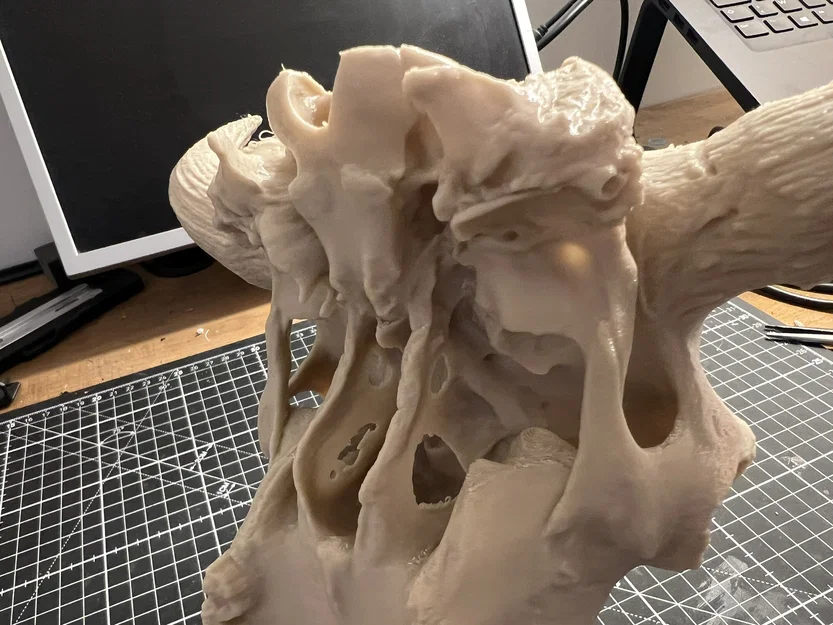 Hộp Sọ Bò Bison (Bison Skull) - Image 3