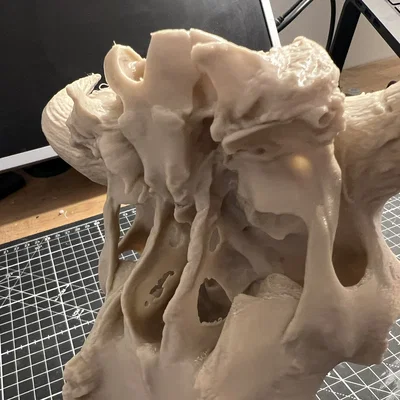 Hộp Sọ Bò Bison (Bison Skull)