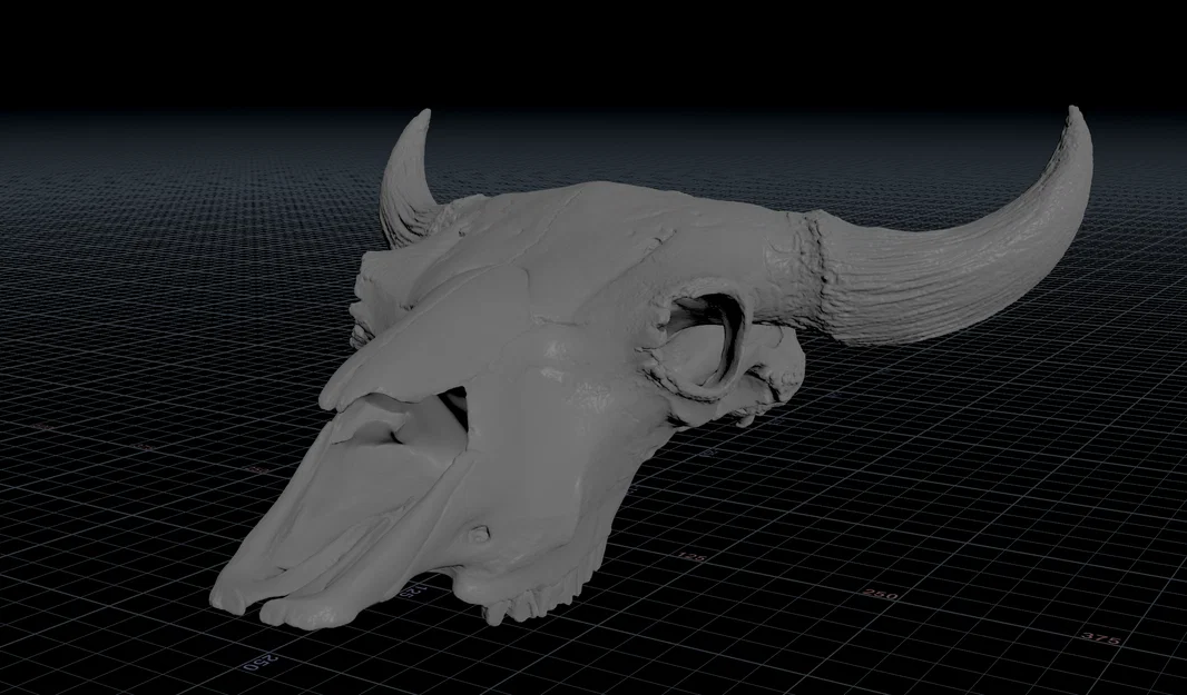 Hộp Sọ Bò Bison (Bison Skull) - Image 4