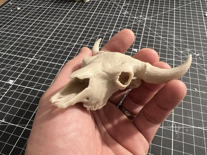 Hộp Sọ Bò Bison (Bison Skull) - Image 6