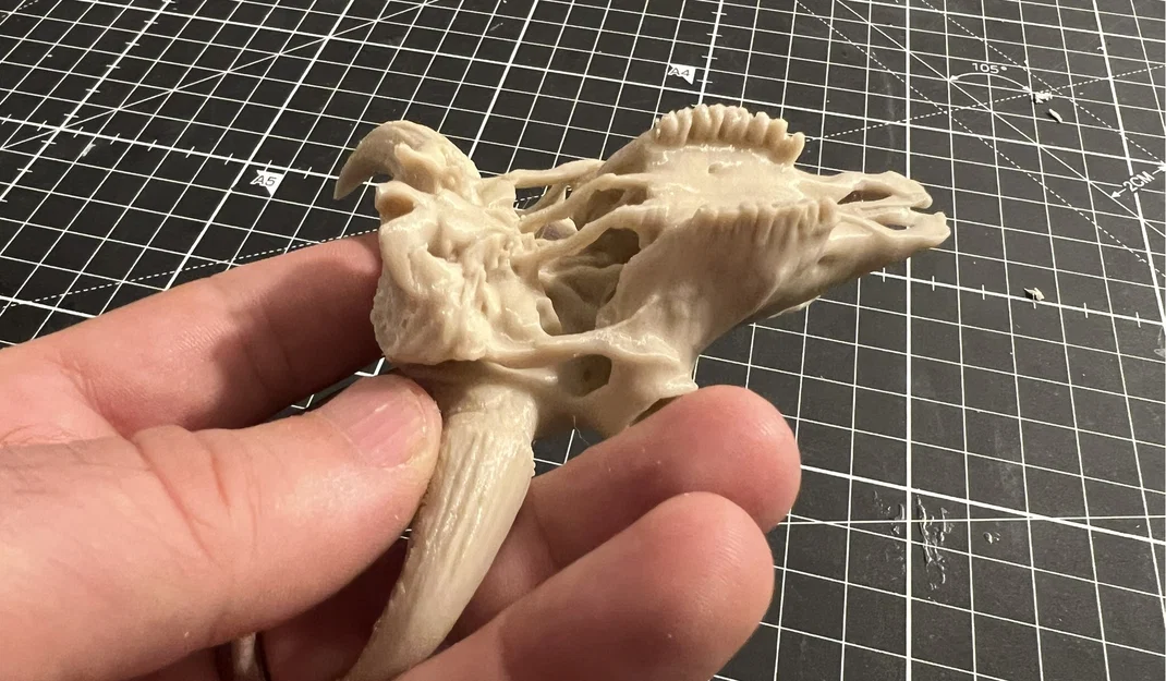 Hộp Sọ Bò Bison (Bison Skull) - Image 7