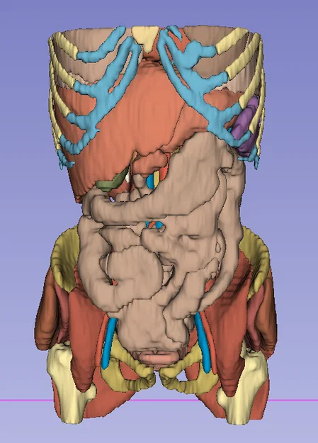 Giải phẫu người trưởng thành 1 - CT Scan - Image 1