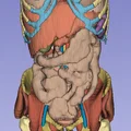 Giải phẫu người trưởng thành 1 - CT Scan - Thumbnail 1